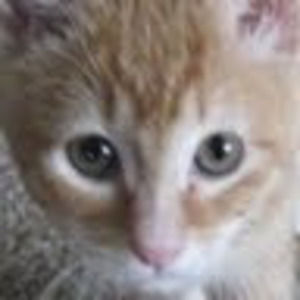 Meet your Posher, Annette